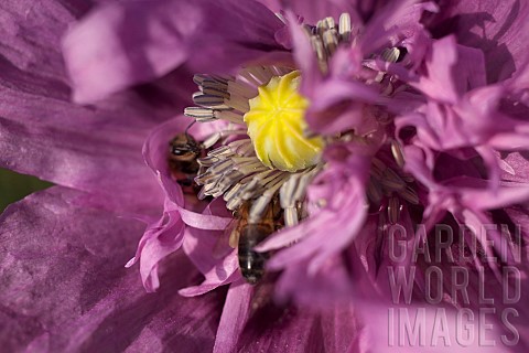 Poppy_Papver_Close_up_of_mauve_coloured_flower_growing_outdoor_with_bees