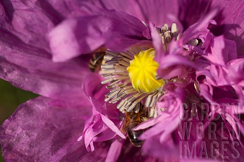 Poppy_Papver_Close_up_of_mauve_coloured_flower_growing_outdoor_with_bees