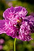 Poppy, Papver, Close up of mauve coloured flower growing outdoor with bees.