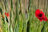 Poppy, Papaver, Single red flower growing outdoor among green foliage.