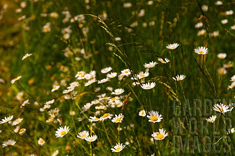 Daisy_Bellis_cultivar_Mass_of_small_white_flowers_growing_outdoor_in_a_field