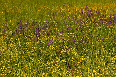 Salvia_Wild_Salvia_Blue_Sage_Salvia_Patens_Mass_of_purple_flowers_growing_outdoor_in_field_of_butter