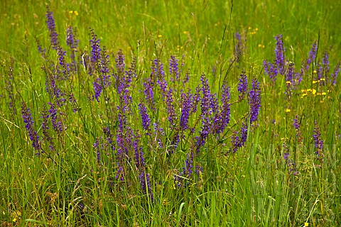 Salvia_Wild_Salvia_Blue_Sage_Salvia_Patens_Mass_of_purple_flowers_growing_outdoor_in_field_of_butter