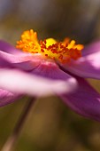Anemone, Japanese Amenome, Anemone x hybrida Robustissima, Side view of pink coloured flower growing outdoor.