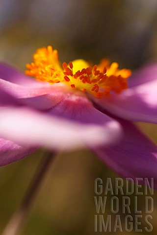 Anemone_Japanese_Amenome_Anemone_x_hybrida_Robustissima_Side_view_of_pink_coloured_flower_growing_ou