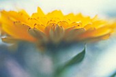 CALENDULA, MARIGOLD