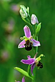 OPHRYS APIFERA, ORCHID - BEE ORCHID