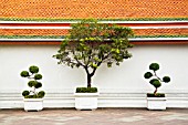 ORNAMENTAL TREES IN CONTAINERS