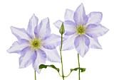 CLEMATIS CEZANNE