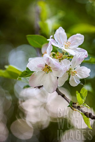 Apple_tree_Malus_domestica_White_flower_blossoms_growing_outdoor