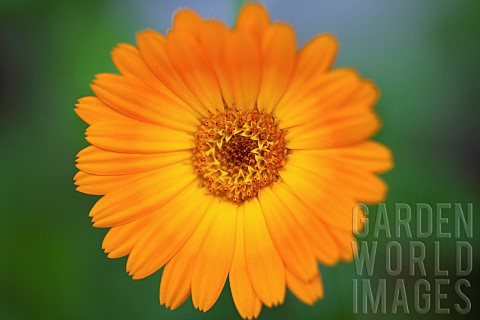 Marigold_Calendula_officinalis_Close_up_of_orange_coloiured_flower_growing_outdoor