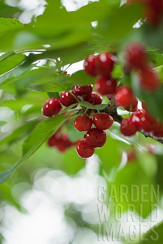 Cherry_Prunus_cultivar_Red_fruit_growing_on_the_tree_outdoor