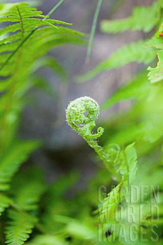 Fern_Mass_of_green_coloured__foliage_growing_wild_outdoor_with_frond_unfurling