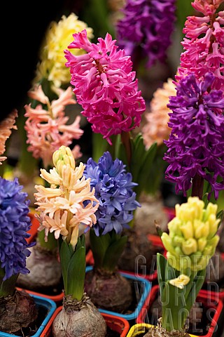 Hyacinth_Hyacinthus_Mass_of_multi_coloured_flowers