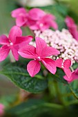 Hydrangea, Hortensia, Close up of pink coloured flower growing outdoor.