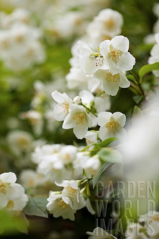 Mock_Orange_Philadelphus_coronarius_Detail_of_white_coloured_flowers_growing_outdoor