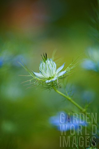 Loveinamist_Nigella_damascena_Blue_coloured_flowers_growing_outdoor