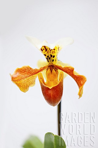 Orchid_Studio_shot_of_peach_coloured_flower