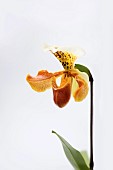 Orchid, Studio shot of peach coloured flower.