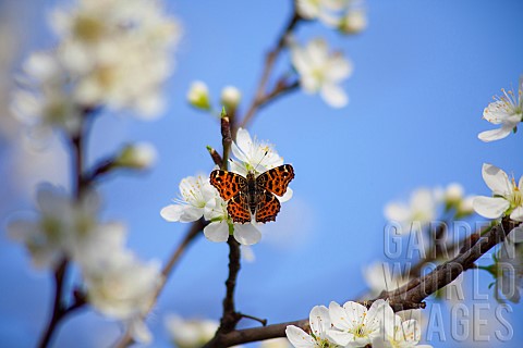Plum_Prunus_domestica_White_flower_blossoms_growing_on_tree_outdoor
