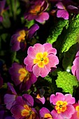 Primula, Primrose, Close up of pink coloured flowers growing outdoor.