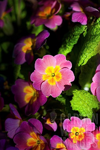 Primula_Primrose_Close_up_of_pink_coloured_flowers_growing_outdoor