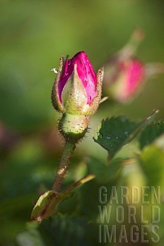 Kalanchoe_Bulgarian_Oil_Rose_Side_view_of_mauve_coloured_bud_growing_outdoor