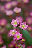 Saxifrage, Detail of small pink coloured flowers growing outdoor.