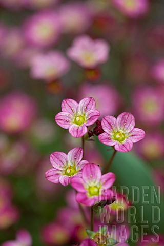 Saxifrage_Detail_of_small_pink_coloured_flowers_growing_outdoor