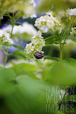 Hydrangea_Snowball_Hydrangea_White_coloured_flowers_growing_outdoor