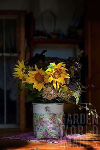 Sunflower_Helianthus_Yellow_cut_flowers_in_bucket_on_patio