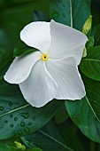 Periwinkle, Madagascar periwinkle, Catharanthus roseus, Close up of delicate white flower growing outdoor.