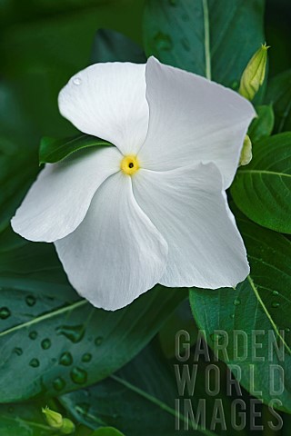 Periwinkle_Madagascar_periwinkle_Catharanthus_roseus_Close_up_of_delicate_white_flower_growing_outdo