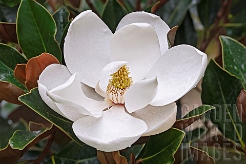 Magnolia_Magnolia_Bull_bay_Magnolia_grandiflora_Close_up_of_white_flower_growing_outdoor