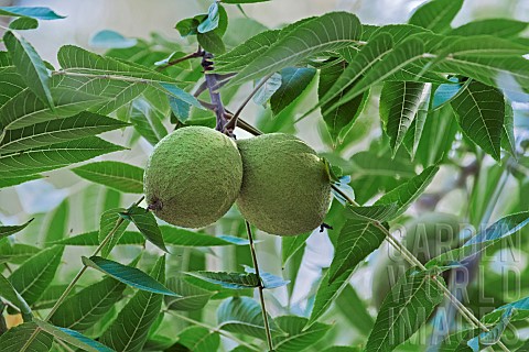 Eastern_black_walnut_Juglans_nigra__Green_coloured_fruit_growing_outdoor_on_the_plant