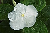 Periwinkle, Madagscar periwinkle, Catharanthus roseus, Close up of single white coloured flower growing outdoor.