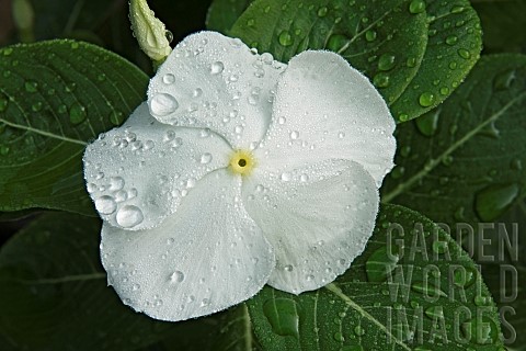 Periwinkle_Madagscar_periwinkle_Catharanthus_roseus_Close_up_of_single_white_coloured_flower_growing