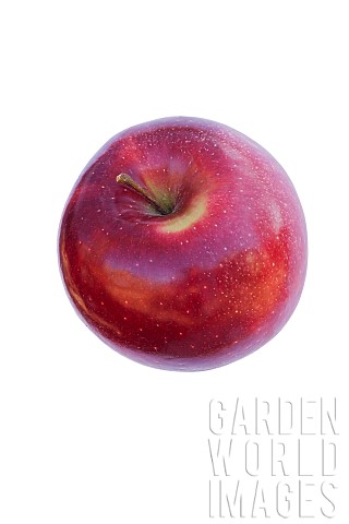 Apple_Malus_Domestica_cultivar_Studio_shot_of_single_red_coloured_fruit