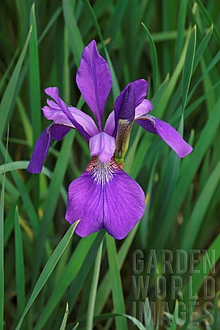 Iris_Siberian_Flag_Iris_sibirica_Single_purple_coloured_flower_growing_outdoor_in_field_of_grass