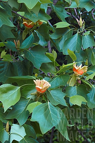 Tulip_tree_Liriodendron_tulipifera_Peach_coloured_flowers_growing_outdoor_on_the_plant