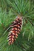 Ayacahuite pine, Pinus ayacahuite, Single brown coloured cone growing outdoor on the the tree.