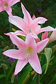 Fred Howard Amacrinum, Crinodonna lily x Amarcrinum Fred Howard, Pink star shaped flowers growing outdoor.