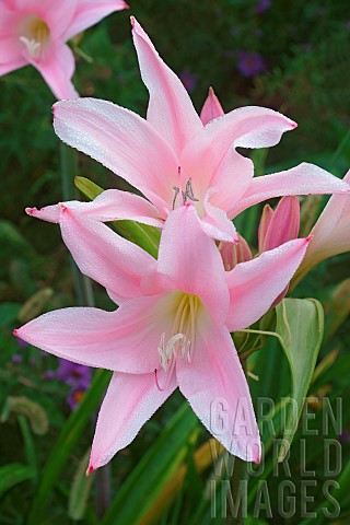 Fred_Howard_Amacrinum_Crinodonna_lily_x_Amarcrinum_Fred_Howard_Pink_star_shaped_flowers_growing_outd