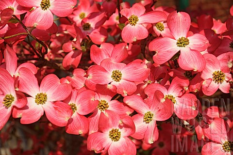 Dogwood_Flowering_Dogwood_Cornus_florida_Mass_of_small_pink_coloured_flowers_growing_outdoor