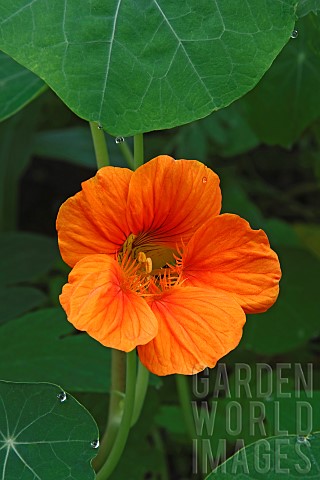 Nasturcium_Tropaeolum_majus_Peach_coloured_flower_growing_outdoor