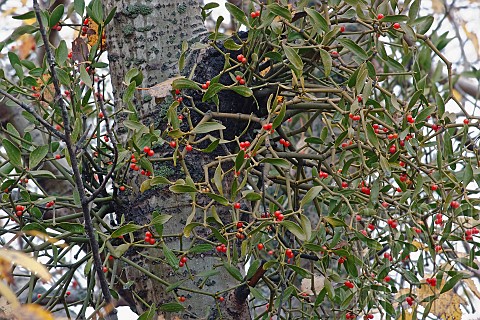 Korean_mistletoe_Viscum_album_coloratum_Red_berries_growing_outdoor_on_host_tree
