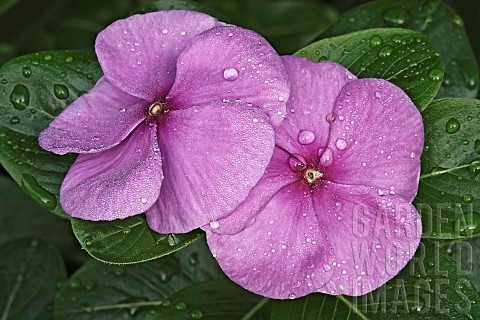 Periwinkle_Madagascar_periwinkle_Catharanthus_roseus_Pink_coloured_flowers_growing_outdoor
