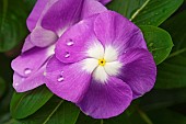 Periwinkle, Madagascar periwinkle, Catharanthus roseus, Pink coloured flowers growing outdoor.