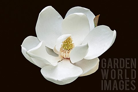 Magnolia_Magnolia_grandiflora_Single_white_flower_cut_out_with_black_background
