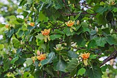 Tulip tree, Liriodendron tulipifera, Yellow and peach coloured flowers growing outdoor.